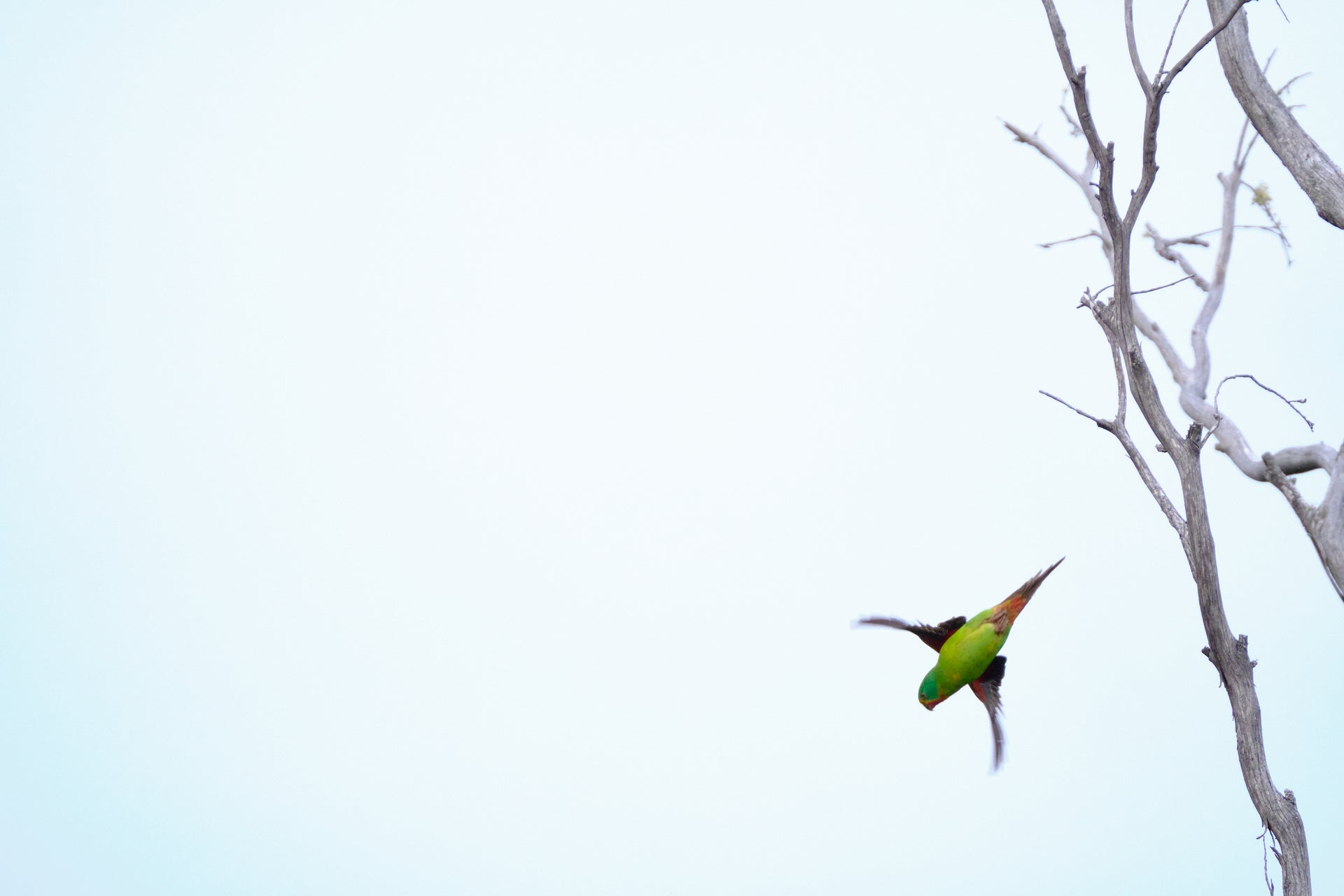 Opening image: The exquisite swift parrot is critically endangered, with less than 1000 individual birds estimated to remain in the wild. Photo Tim Cooper