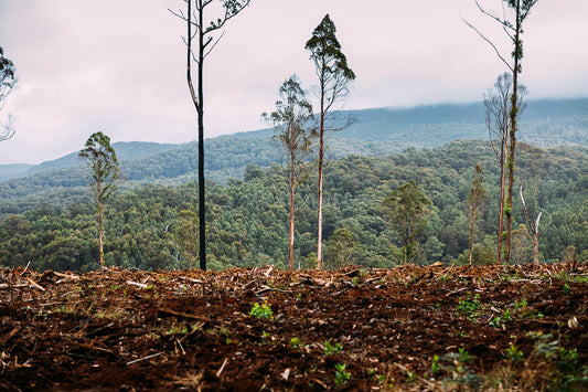 Native forest logging in the Victorian central highlands, prime habitat of Greater Gliders and Leadbeater's Possums. Photo: Cam Suttie