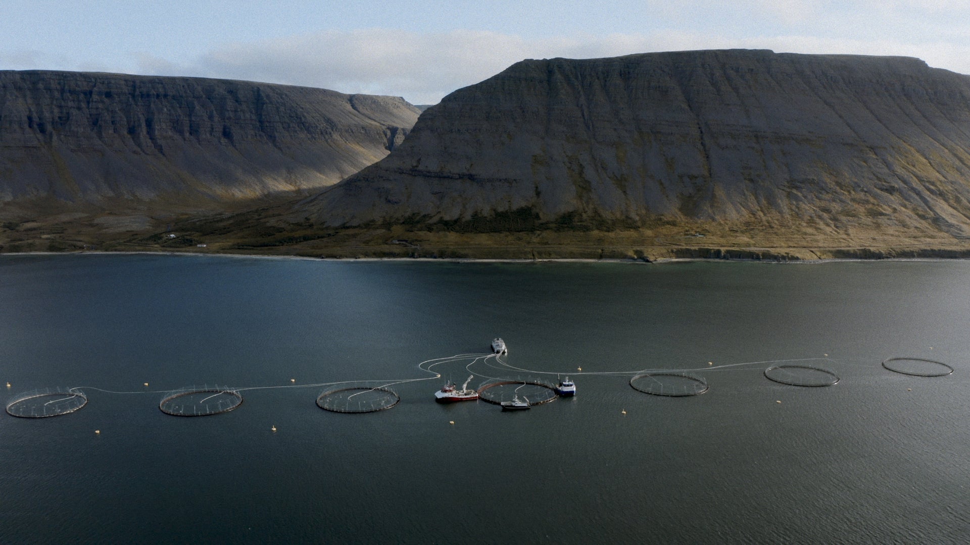 Open net salmon farms wreak havoc on the fragile environments they’re placed in, polluting pristine ecosystems while mistreating the farmed fish and driving local salmon populations to extinction.  Photo Arthur Neumeier