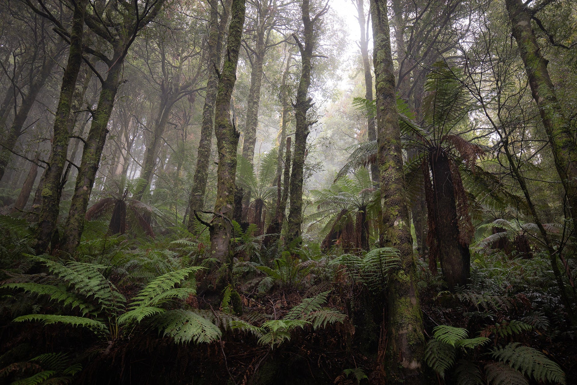 THE LONG AND WINDING ROAD TO THE GREAT FOREST: HOW WE GOT HERE, WHERE WE GO NOW