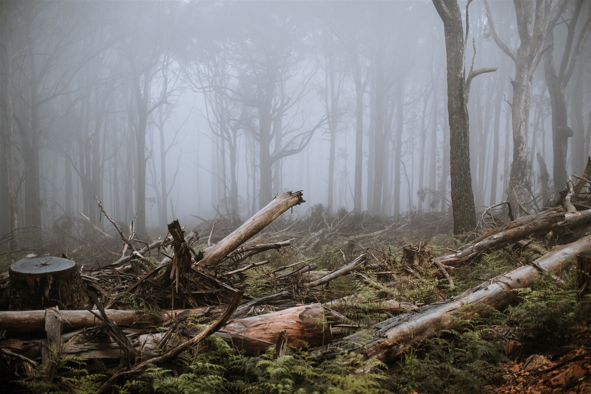 As the silence falls, the real work begins. It’s time to make this forest a home again. Photo Jarrah Lynch