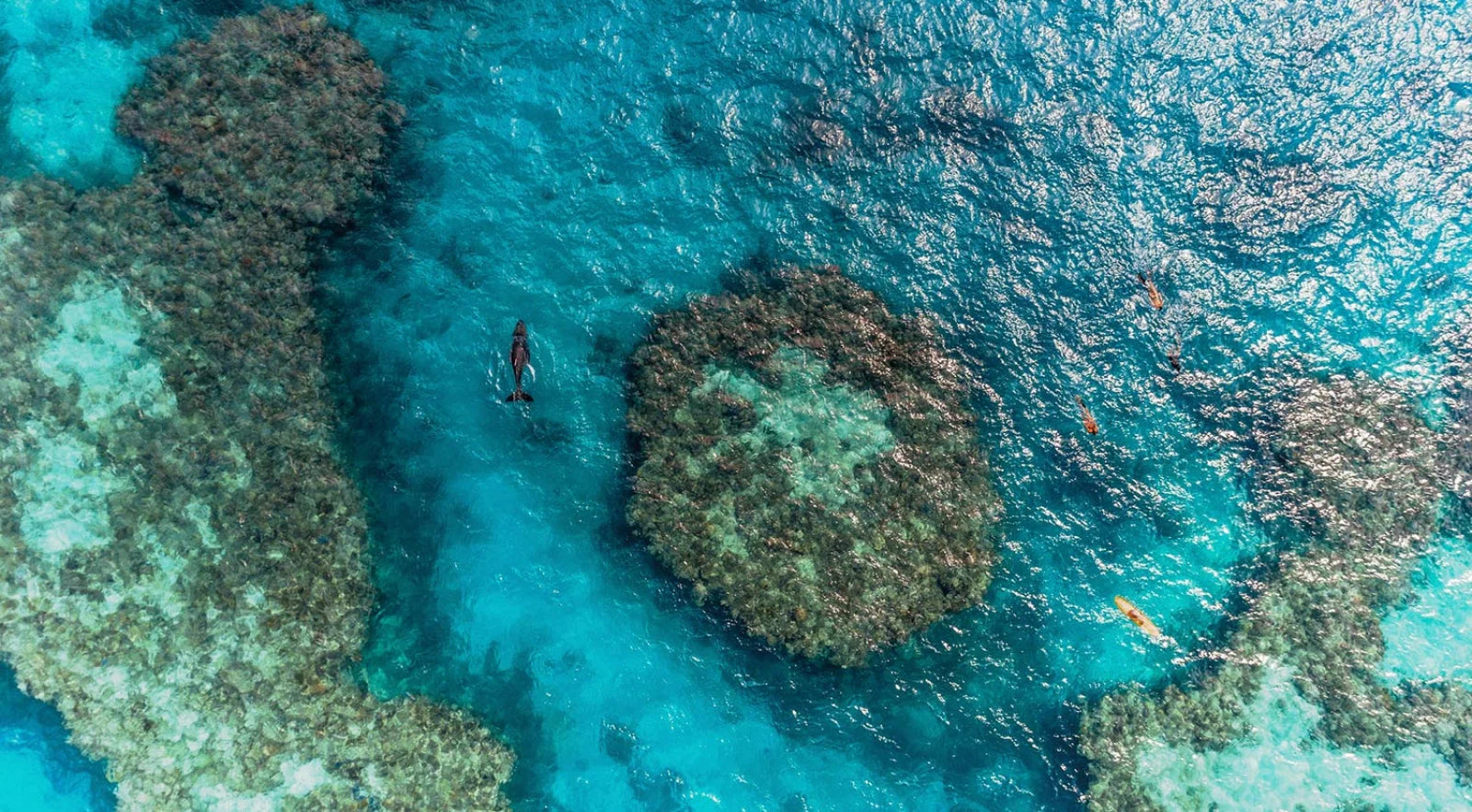 Opening Image: While exploring the reef, Belinda Baggs and Kimi Werner were surprised by the sudden appearance of a young humpback whale. Photo Jarrah Lynch